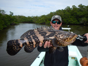 the Everglades are famous for Goliath Grouper