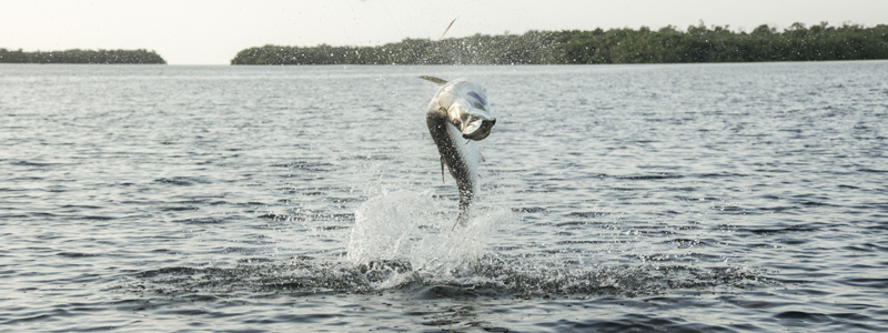 Jumping tarpon on fly in the Everglades
