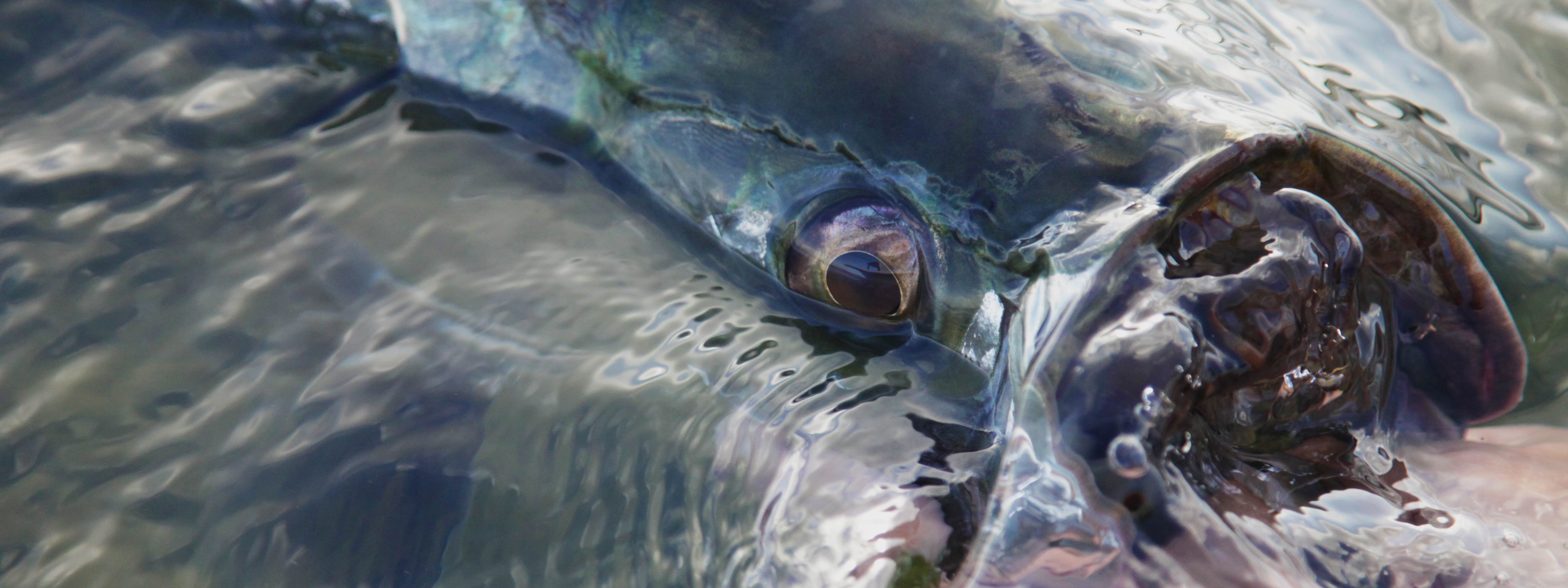 holding a tarpon in the water.