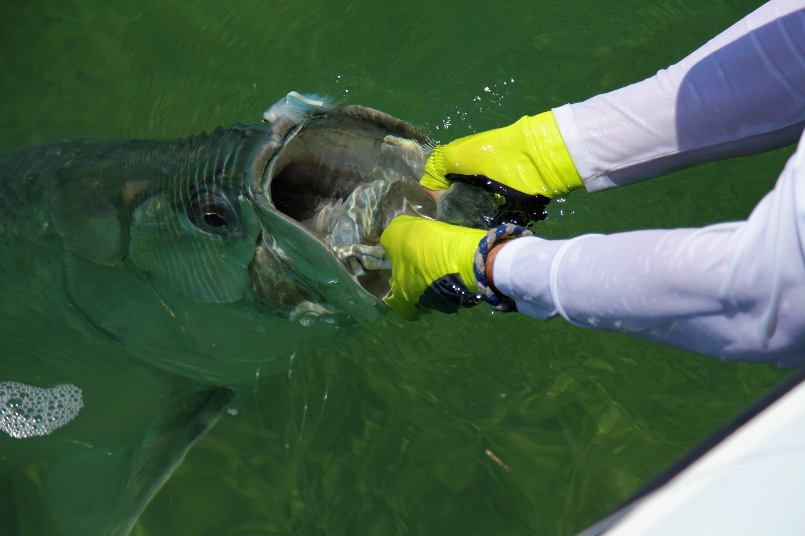 Tarpon-jaw-open 